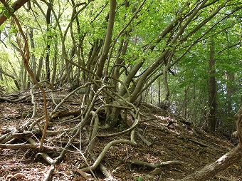 高畑山北尾根