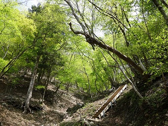 犬越路へ