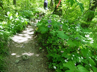 アオネバ登山道