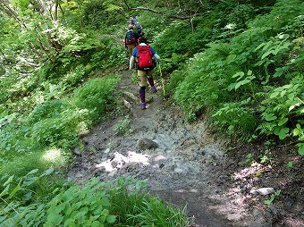 アオネバ登山道