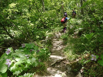 アオネバ登山道