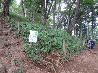 御岳山レンゲショウマ群生地