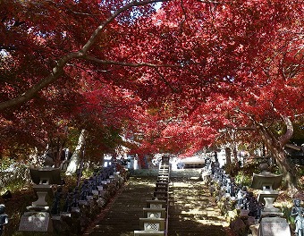 大山寺のもみじ