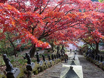 大山寺のもみじ