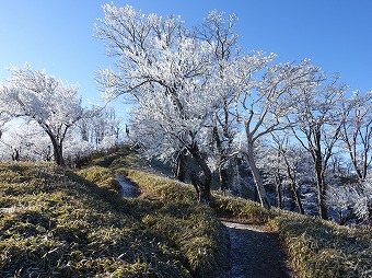 塔ノ岳へ　霧氷の道