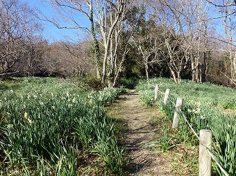 とみやま水仙遊歩道