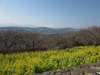 菜の花と富士山