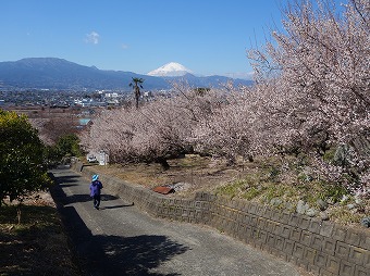 曽我梅林へ