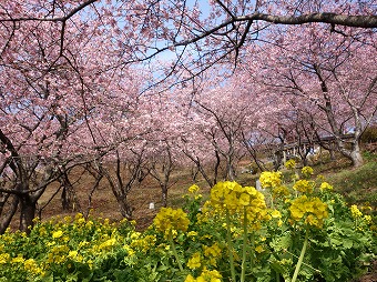 西平畑公園　　松田さくらまつり