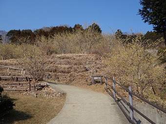 寄ロウバイ園