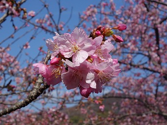 河津桜