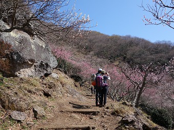 湯河原梅林