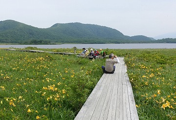 雄国沼ニッコウキスゲ湿原