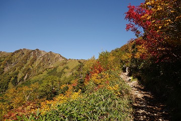 柏原新道紅葉