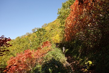 柏原新道紅葉