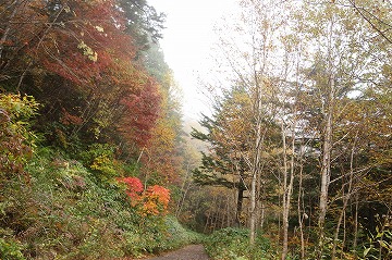 大沼林道