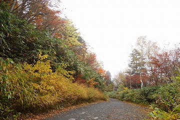 大沼林道