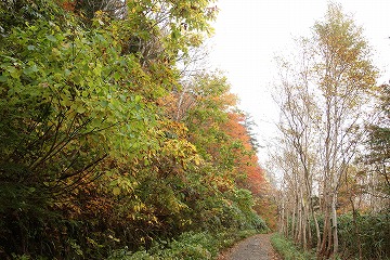 大沼林道