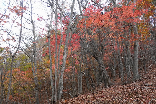 メグスリノキ紅葉