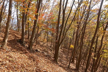 浅川への尾根