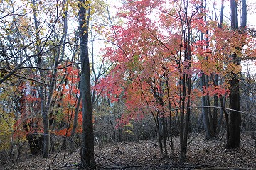 メグスリノキ紅葉