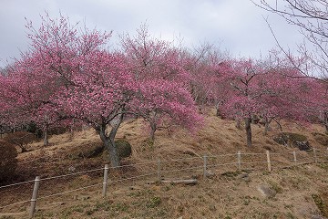 筑波山梅林