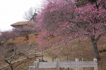 筑波山梅林