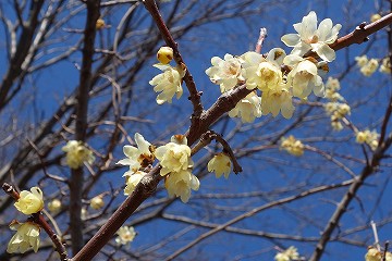 山の花道