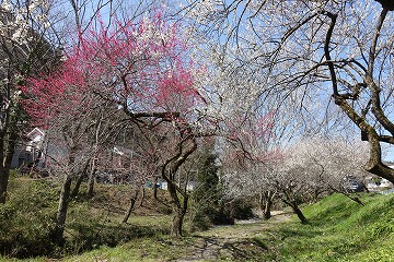 遊歩道梅林