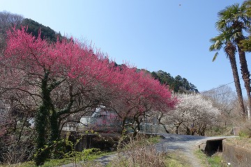 遊歩道梅林