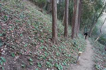 カタクリ自生地