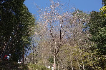 三春滝桜