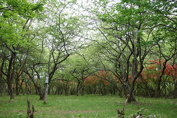 行者平