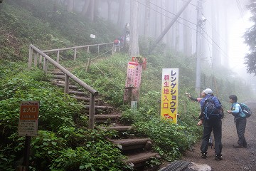 レンゲショウマ群生地