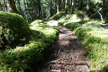 苔の道