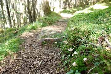 苔道