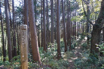 穴川のヒノキ林