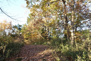 一本松山　山頂