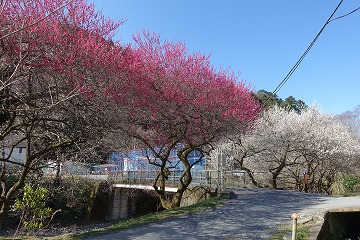 遊歩道梅林