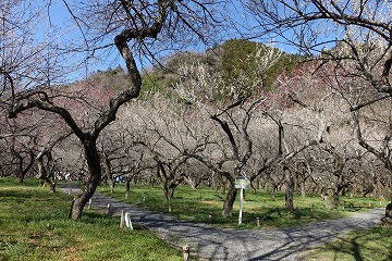 木下沢梅林