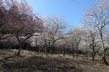 天神梅林