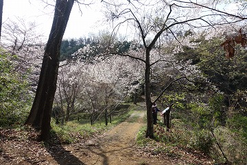 「八重桜の里」