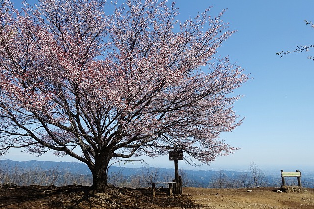 棒ノ折山