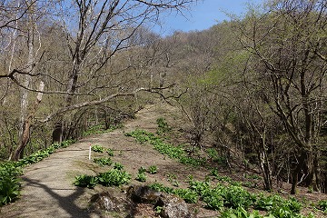 大ブナ尾根