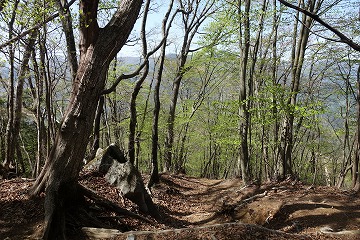 大ブナ尾根