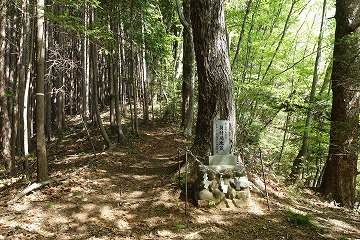 陣馬尾根