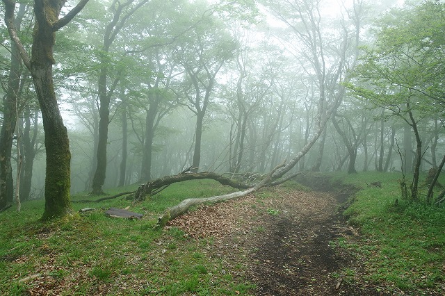 楢木山