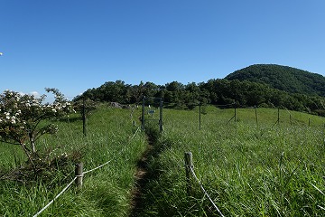 湯ノ沢峠の花畑
