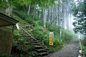 レンゲショウマ群生地