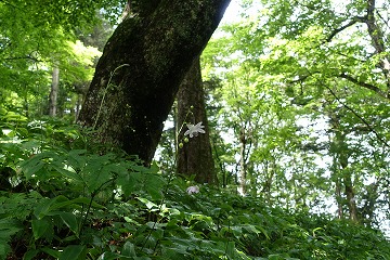 御岳山レンゲショウマ群生地